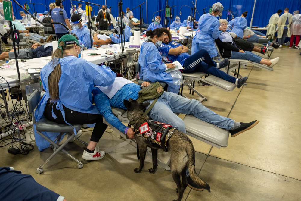 Service dog watches as patient is treated